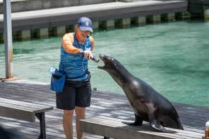 Seal show at Sea World - Captured at Sea World, Main Beach QLD Australia.