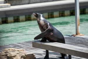 Seal show at Sea World - Captured at Sea World, Main Beach QLD Australia.