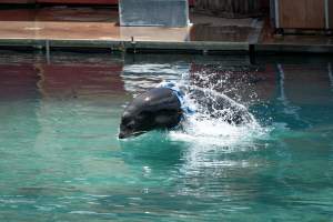 Seal show at Sea World - Captured at Sea World, Main Beach QLD Australia.