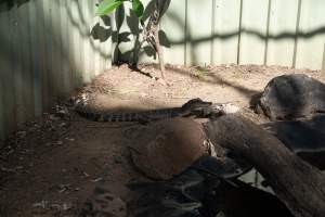 Captured at Darling Downs Zoo, Pilton QLD Australia.