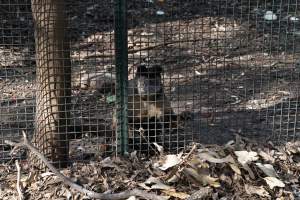 Captured at Darling Downs Zoo, Pilton QLD Australia.