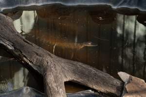 Captured at Darling Downs Zoo, Pilton QLD Australia.