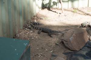 Captured at Darling Downs Zoo, Pilton QLD Australia.