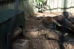 Captured at Darling Downs Zoo, Pilton QLD Australia.