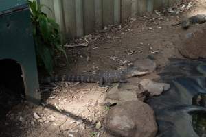 Captured at Darling Downs Zoo, Pilton QLD Australia.