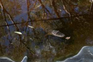 Captured at Darling Downs Zoo, Pilton QLD Australia.