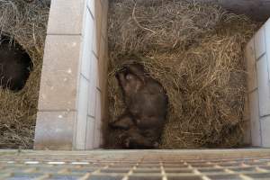 Captured at Darling Downs Zoo, Pilton QLD Australia.