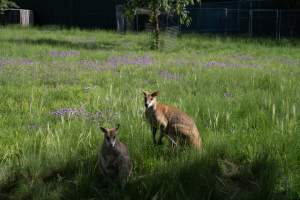 Captured at Darling Downs Zoo, Pilton QLD Australia.