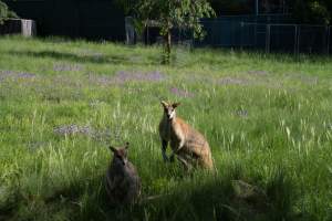 Captured at Darling Downs Zoo, Pilton QLD Australia.