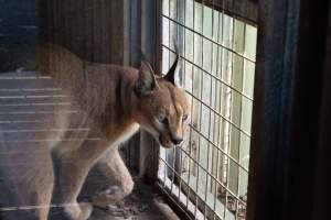 Captured at Darling Downs Zoo, Pilton QLD Australia.