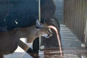 Captured at Darling Downs Zoo, Pilton QLD Australia.