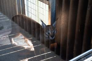 Captured at Darling Downs Zoo, Pilton QLD Australia.