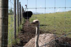 Captured at Darling Downs Zoo, Pilton QLD Australia.