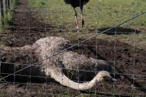 Captured at Darling Downs Zoo, Pilton QLD Australia.