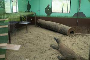 Captured at Darling Downs Zoo, Pilton QLD Australia.