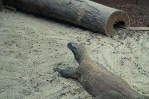 Captured at Darling Downs Zoo, Pilton QLD Australia.