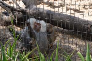 Captured at Darling Downs Zoo, Pilton QLD Australia.