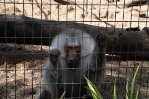 Captured at Darling Downs Zoo, Pilton QLD Australia.