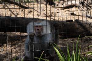 Captured at Darling Downs Zoo, Pilton QLD Australia.