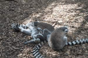 Captured at Darling Downs Zoo, Pilton QLD Australia.