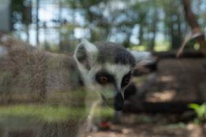 Captured at Darling Downs Zoo, Pilton QLD Australia.