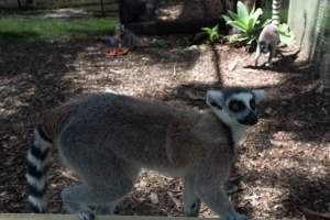 Captured at Darling Downs Zoo, Pilton QLD Australia.
