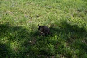Captured at Darling Downs Zoo, Pilton QLD Australia.