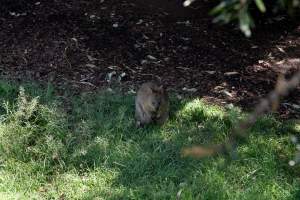 Captured at Darling Downs Zoo, Pilton QLD Australia.