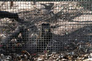 Captured at Darling Downs Zoo, Pilton QLD Australia.