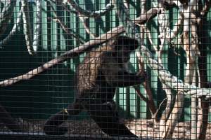 Captured at Darling Downs Zoo, Pilton QLD Australia.