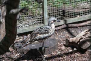 Captured at Darling Downs Zoo, Pilton QLD Australia.