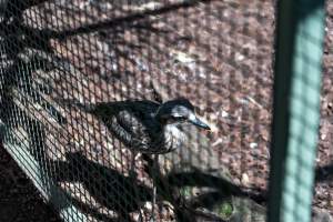 Captured at Darling Downs Zoo, Pilton QLD Australia.