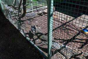 Captured at Darling Downs Zoo, Pilton QLD Australia.