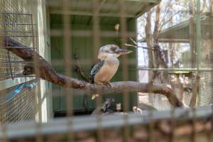 Captured at Darling Downs Zoo, Pilton QLD Australia.