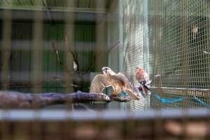 Captured at Darling Downs Zoo, Pilton QLD Australia.