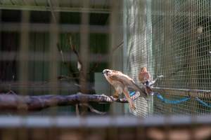 Captured at Darling Downs Zoo, Pilton QLD Australia.