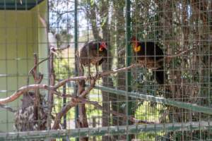Captured at Darling Downs Zoo, Pilton QLD Australia.