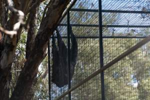 Captured at Darling Downs Zoo, Pilton QLD Australia.