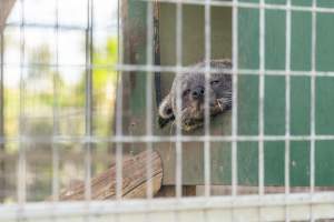 Captured at Darling Downs Zoo, Pilton QLD Australia.