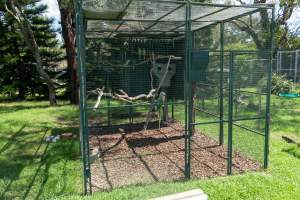 Captured at Darling Downs Zoo, Pilton QLD Australia.