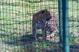 Captured at Darling Downs Zoo, Pilton QLD Australia.