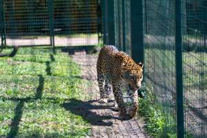 Captured at Darling Downs Zoo, Pilton QLD Australia.