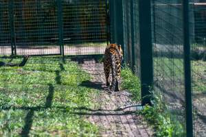 Captured at Darling Downs Zoo, Pilton QLD Australia.