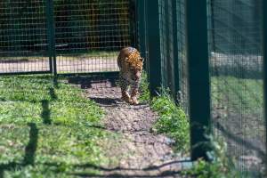 Captured at Darling Downs Zoo, Pilton QLD Australia.
