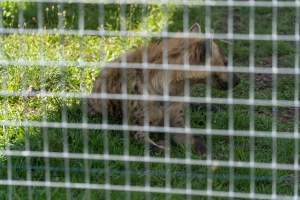 Captured at Darling Downs Zoo, Pilton QLD Australia.