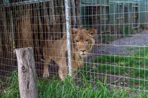 Captured at Darling Downs Zoo, Pilton QLD Australia.