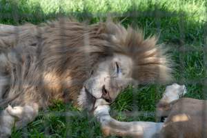 Captured at Darling Downs Zoo, Pilton QLD Australia.