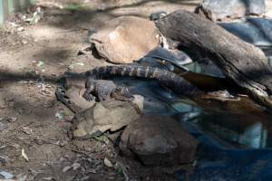 Captured at Darling Downs Zoo, Pilton QLD Australia.