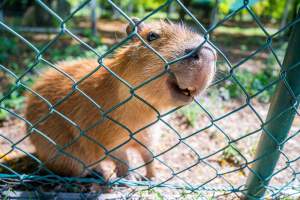 Captured at Darling Downs Zoo, Pilton QLD Australia.