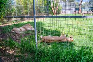 Captured at Darling Downs Zoo, Pilton QLD Australia.